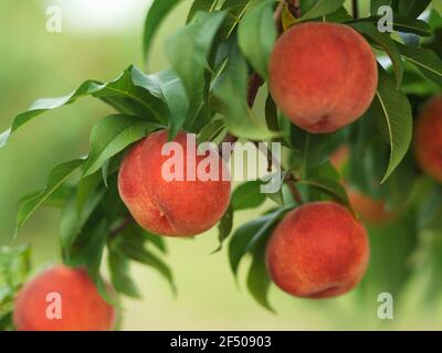 Reife Pfirsiche auf einem Ast Stockfoto
