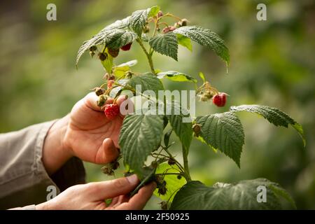 Nahaufnahme Hände Inspektion Himbeerpflanze im Garten Stockfoto