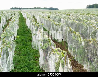 Kanada Ontario Beamsville, Netting deckt einen Weinberg zum Schutz vor Vögeln in Vorbereitung für die Wintereiseweinernte Stockfoto