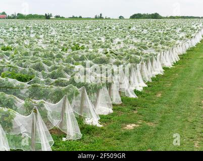 Kanada Ontario Beamsville, Netting deckt einen Weinberg zum Schutz vor Vögeln in Vorbereitung für die Wintereiseweinernte Stockfoto