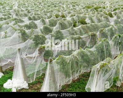 Kanada Ontario Beamsville, Netting deckt einen Weinberg zum Schutz vor Vögeln in Vorbereitung für die Wintereiseweinernte Stockfoto