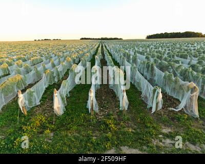 Kanada Ontario Beamsville, Netting deckt einen Weinberg zum Schutz vor Vögeln in Vorbereitung für die Wintereiseweinernte Stockfoto