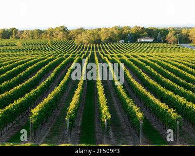 Kanada, Ontario, Beamsville, Reihen von Weinreben Stockfoto