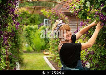 Portrait glückliche Frau Schneiden lila Clematis Blumen auf Garten Spalier Stockfoto