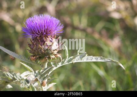 Detail der violetten Blume einer Artischocke (Cynara scolymus) Das ist im Feld angespitzt worden Stockfoto