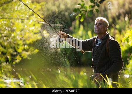 Mann Gießen Fliegenfischen Stange an sonnigen grünen Fluss Stockfoto