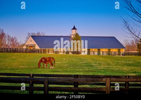 Eine Stute und ein Fohlen grasen auf frühem Frühlingsgras mit Pferdestall im Hintergrund. Stockfoto