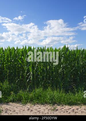 Pflanzen von Mais auf einem Bauernhof Grundstück. Ackerland. Maisanbau. Agrarlandschaft. Stockfoto