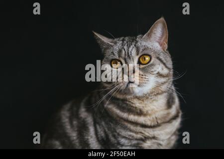 Porträt einer lustigen Katze (Scottish Straight Breed), dunkler Hintergrund. Tabby graue Katze. Stockfoto
