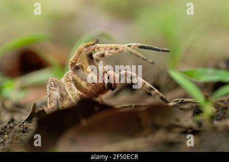 Brasilianische Wanderspinne - Phoneutria boliviensis oder depilata, Arten einer medizinisch wichtigen Spinne in der Familie Ctenidae, Mittel- und Südamerika Stockfoto