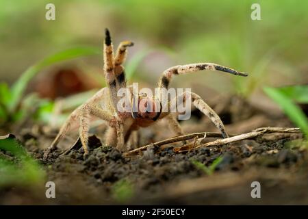 Brasilianische Wanderspinne - Phoneutria boliviensis oder depilata, Arten einer medizinisch wichtigen Spinne in der Familie Ctenidae, Mittel- und Südamerika Stockfoto