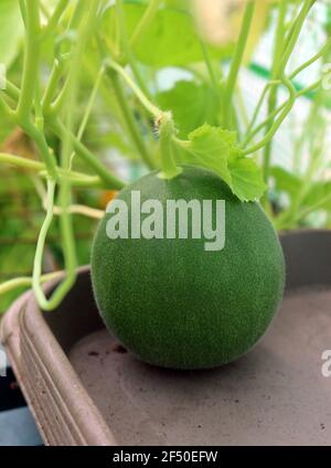 Eine Melone, die auf der Weinrebe wächst Stockfoto