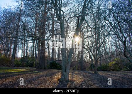 Die Sonne platzt durch Äste mangelnden Blättern durch Winter bis Frühling Saisonwechsel Stockfoto