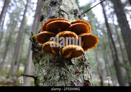 Schöne Orangenpilze, die auf Baumrinde im Kiefernwald wachsen. Herbstsaison in den Bergen. Honigagarika aus der Nähe auf einem Stamm. Karpaten Stockfoto