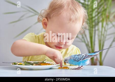 Haustiere. Kleinkind füttert den Papagei von seinem Teller. Stockfoto