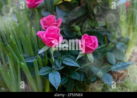 Eine Gruppe von rosa Miniaturrosen, eine kleine und schöne florale Komposition aus frischen Rosen Stockfoto