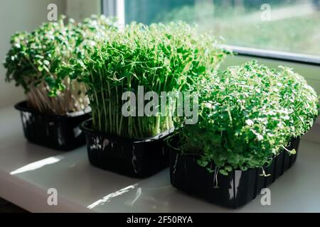 Indoor Microgreens auf der Küchenfensterbank am Morgen Stockfoto