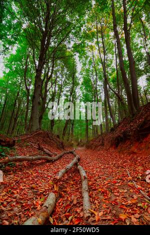 Pfad im Wald bedeckt mit gefallenen Blättern und Baumstämmen im Herbst. Landschaft des Waldes im Herbst. Going to Nirgendwo Konzept. Geschichte der Einsamkeit Stockfoto