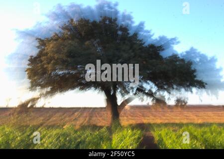 Ein Zoombild einer Jahrhunderte alten Eiche in Ein trockenes Feld an einem Sommertag Stockfoto