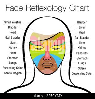 Diagramm zur Gesichtsreflexzonenmassage. Weibliches Gesicht mit farbigen Flächen und Namen der entsprechenden inneren Organe. Alternative Akupressur und Physiotherapie Gesundheit. Stockfoto