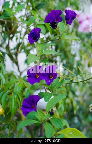 Blauer Kartoffelbusch (Lycianthes rantonnetii) blüht im Mai an der französischen Riviera. Stockfoto