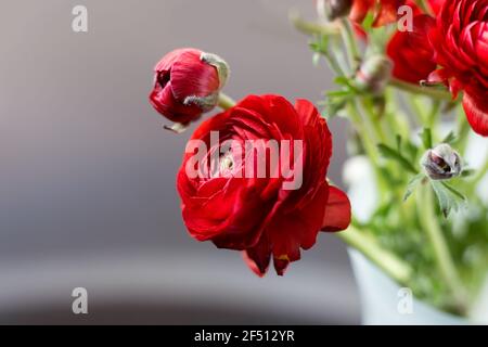 Bouquet von roten Ranunculus Blumen in einer Vase Stockfoto