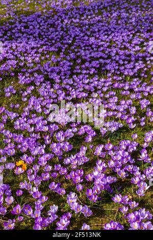 Nahaufnahme von violetten Krokussen im Sonnenschein Stockfoto