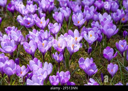 Nahaufnahme von violetten Krokussen im Sonnenschein Stockfoto