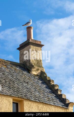 Eine Möwe, die auf einem alten Schornstein im Dorf Cellardyke, Fife, Schottland, sitzt. Stockfoto