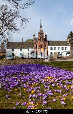 Purple Crocus blüht vor dem Rathaus von Gifford, Gifford East Lothian, Schottland Stockfoto