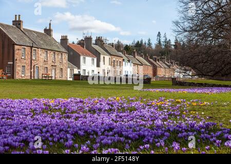 Purple Crocus blüht vor Häusern, Gifford East Lothian Schottland Stockfoto