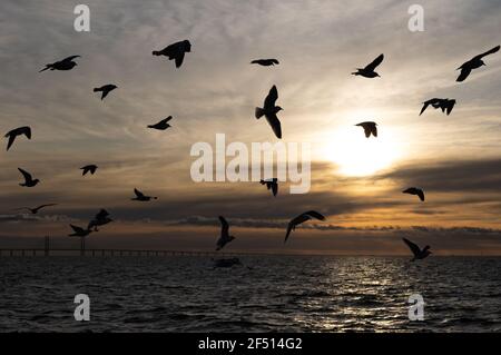 Seagull Silhouetten im Sonnenuntergang Stockfoto