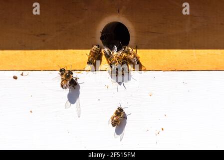 Die Nahaufnahme der Bienen bei einem Mann, der die Bienenstöcke gemacht hat. Stockfoto