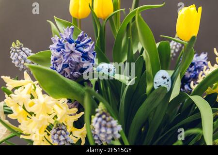 Osterdekor mit Frühlingsblumen und Eiern. Bouquet von gelben Tulpen, Hyazinthen, blauen Muscari auf grauem Hintergrund. Stockfoto