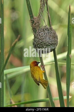 Golden Palm Weaver (Ploceus bojeri) erwachsenen Männchen im Nest Kenia November Stockfoto