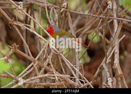 Grünflügelpytilia (Pytilia melba soudanensis) erwachsenes Männchen im Unterholz des Lake Baringo, Kenia November Stockfoto