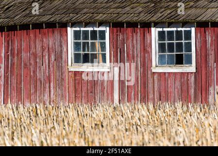 Zwei weiße Fenster in einer alten roten Scheune dahinter Maisstiele mit einem Holzdach darüber Stockfoto