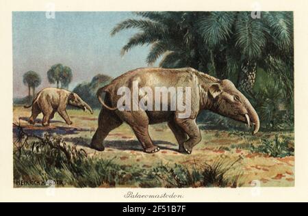 Paleomastodon, ausgestorbene Gattung von Proboscidea, spätes Eozän und frühes Oligozän, Vorfahren von Elefanten oder Mastodonen. Farbdruckgrafik nach Heinrich Harder aus Wilhelm Bolsches "Tiere der Urwelt", Reichardt Cocoa Company, Hamburg, 1908. Heinrich Harder (1858-1935) war ein deutscher Landschaftsmaler und Buchmaler. Stockfoto