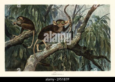 Tarsius, aplorrhine Primaten Gattung der Tarsiere, die zurückverfolgt werden kann, um die Eozän. Tarsius, Koboldmaki. Farbdruckgrafik nach Heinrich Harder aus Wilhelm Bolsches "Tiere der Urwelt", Reichardt Cocoa Company, Hamburg, 1908. Heinrich Harder (1858-1935) war ein deutscher Landschaftsmaler und Buchmaler. Stockfoto