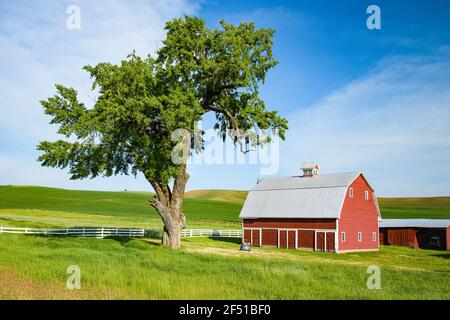 Traditionelle Landschaft Szene von roten Scheune und reifen Baum in Die Palouse Region des Staates Washington in Nordamerika unter Ein perfekter blassblauer Himmel Stockfoto