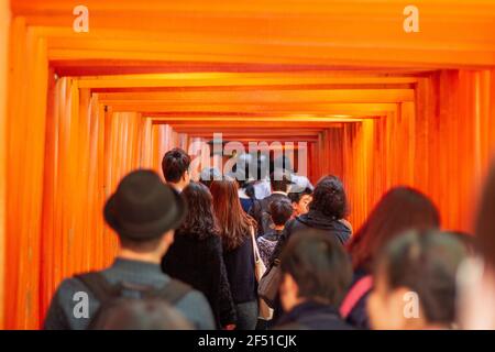 Es wird gesagt, dass es etwa 10.000 torii Futter Diese Straße den Berg hinauf zum Hauptgebäude des Schreines Stockfoto