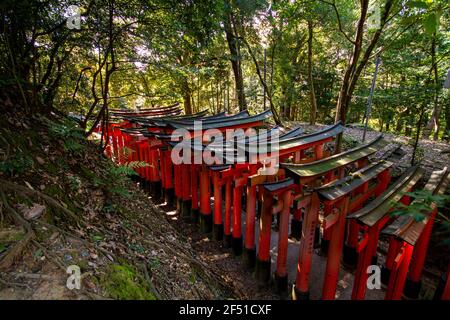 Über 10.000 Torii-Tore finden Sie hier Stockfoto