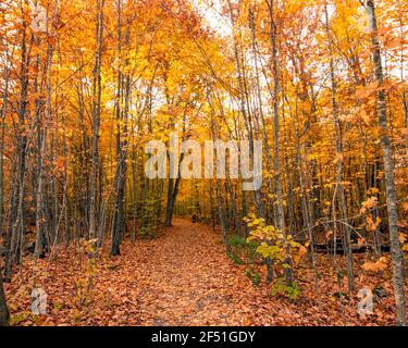 Gelbe, orange und grüne Blätter im ganzen Wald, rund um einen Weg mit gefallenen Blättern bedeckt Stockfoto