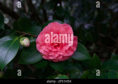 Schöne einzelne rosa Kamelienblüte und Laub mit Kopieplatz Stockfoto