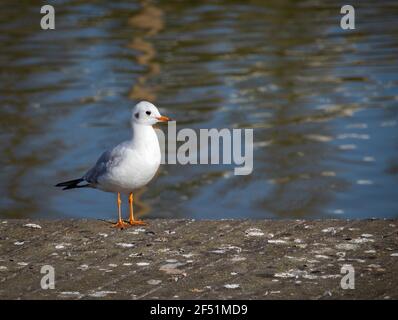 Ein nicht brütende Erwachsene einer Mittelmeermöwe (Ichthyaetus melanocephalus), in einem Parksee. Stockfoto