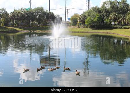 Gänse im Wasser Stockfoto