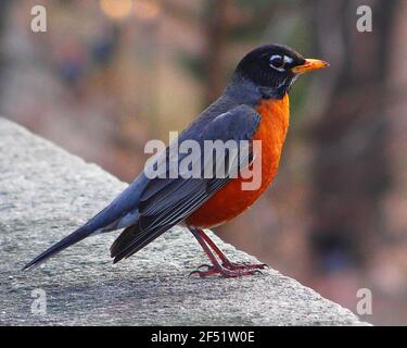 New York, New York, USA. März 2021, 23rd. Ein Robin im Riverside Park. Kredit: Debra L. Rothenberg/ZUMA Wire/Alamy Live Nachrichten Stockfoto