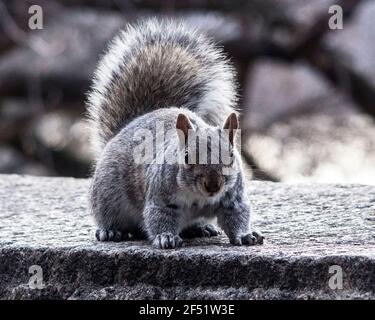 New York, New York, USA. März 2021, 23rd. Ein Eichhörnchen im Riverside Park. Kredit: Debra L. Rothenberg/ZUMA Wire/Alamy Live Nachrichten Stockfoto