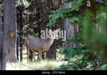 Maultierhirsche Hirsche in natürlicher Umgebung im Freien. Wildtierszene von Tieren in ihrem natürlichen Lebensraum. Wildnisszene von Rehe im Wald. Stockfoto