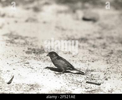 Haussparrow (Passer domesticus L.), weiblich, auf dem Boden Stockfoto